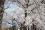 ‘영주의 아름다운 봄’을 사진으로 담다